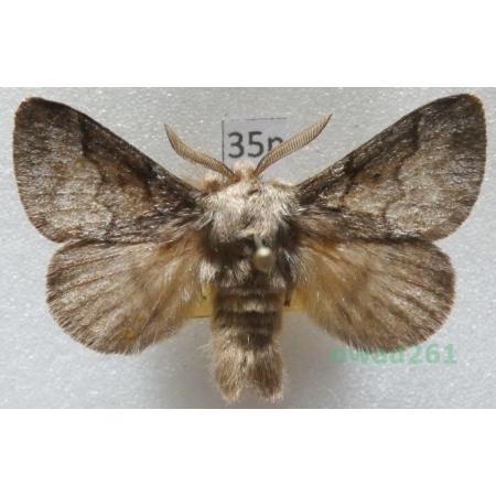 Trichiura crataegi (Linnaeus, 1758) male Czech35n